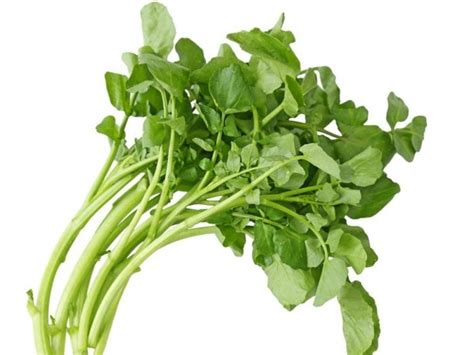 Watercress - Alchetron, The Free Social Encyclopedia