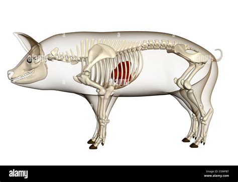 pig anatomy liver skeleton transparent body Stock Photo - Alamy