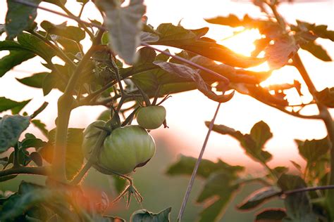 Accelerated Domestication of Wild Tomato Promotes Development of New ...