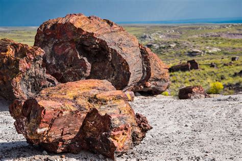 The Best 24-Hour Itinerary for Petrified Forest | A Couple Days Travel