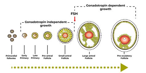 Ovarian Follicular Growth and Development - Role of Hormones and FAQs