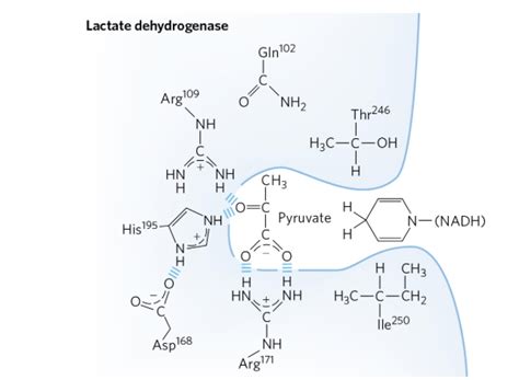 Solved Exploring and Engineering Lactate Dehydrogenase | Chegg.com