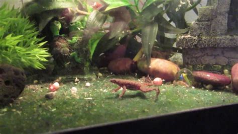 African Dwarf Frog Breeding and Eggs! (no narration) - YouTube