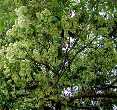 Alstonia Scholaris - Sustainable Green Initiative - Planting Fruit Trees To Fight Hunger ...