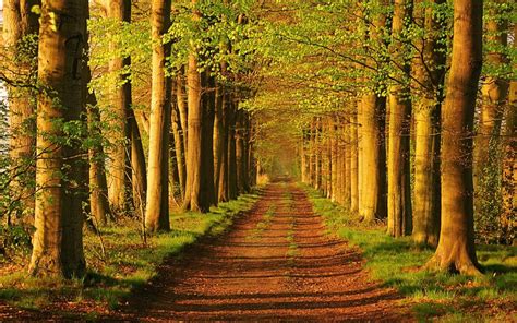 Bakrunner : sollys, trær, skog, natur, vei, tre, høst, blad, blomst ...