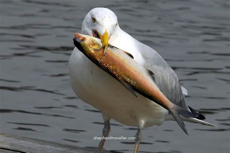 Bhigwan bird sanctuary: Flamingos, birdwatching & boating