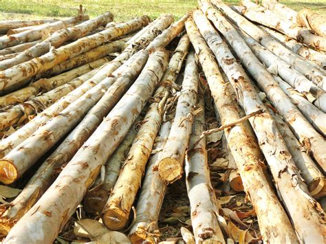 Timber pile stock image. Image of firewood, mill, trees - 35470603