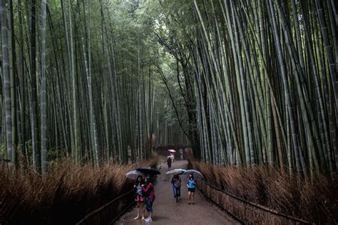 The bamboo forest of Sagano has beautiful sounds that must be preserved ...