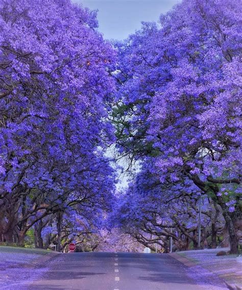 Jacarandas in Pretoria, South Africa. | Jacaranda tree, Lilac tree, Blooming trees