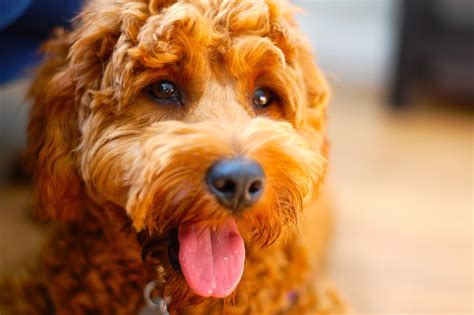 7 Best Goldendoodle Dog Hair Clippers: Our 2019 Doodle Clipper Guide ...