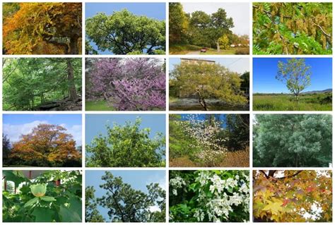 25 Most Common Types of Trees in Tennessee (Including Native)