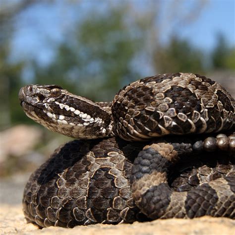 Massasauga Rattlesnake (Sistrurus catenatus) | about animals