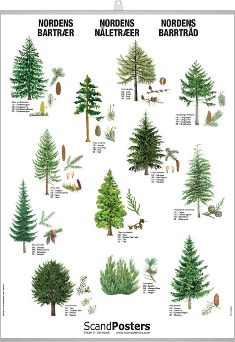 Coniferous Tree Poster – Beautiful poster with trees