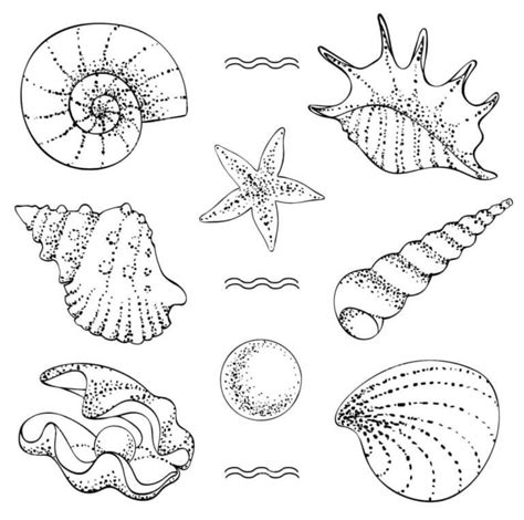 Seashells of the Indian Ocean coloring page - Download, Print or Color Online for Free