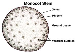 Difference between Dicot and Monocot Stem - MD