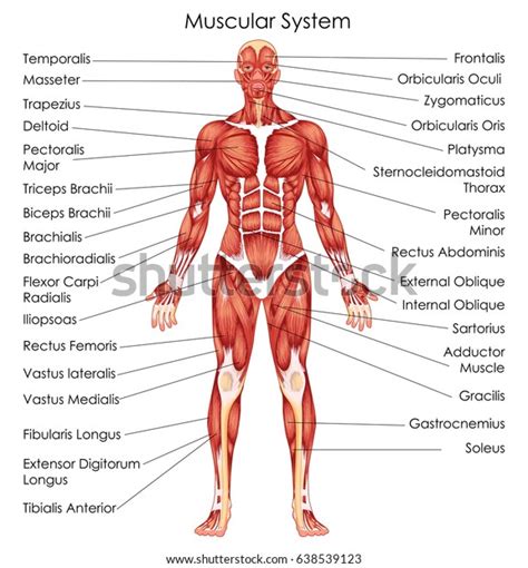 Top more than 79 muscular system sketch latest - in.eteachers