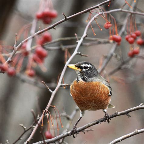 520+ American Robin Winter Stock Photos, Pictures & Royalty-Free Images - iStock