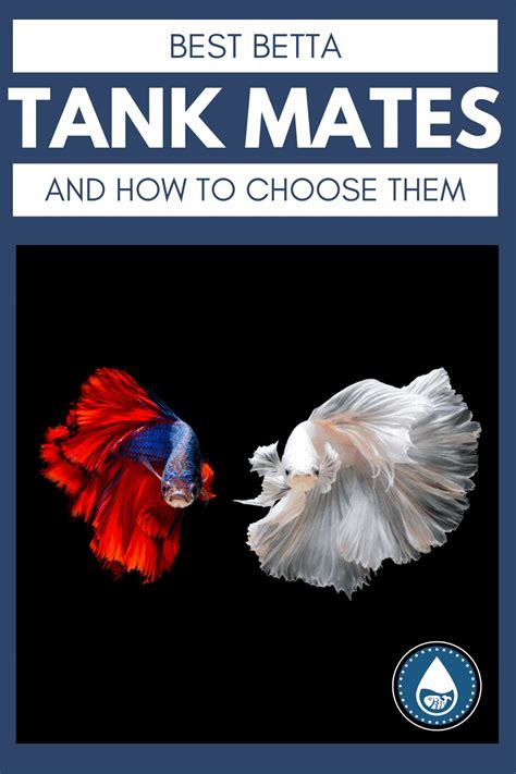 Your Ultimate Guide to Betta Tank mates - Finding the Perfect Companion