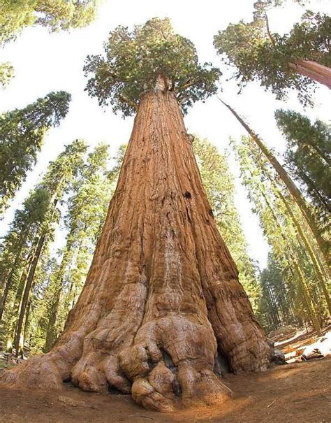 Top 10 Most Famous Trees in the World