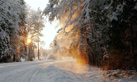 Winter forest, Estonia | Winter forest, Winter pictures, Estonia