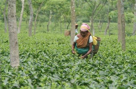 Assam Tea Gardens Have Their Own Time! Here’s The Story Of ‘Bagan Time ...