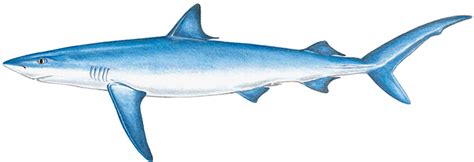 Blue Shark | Shark drawing, Blue shark, Shark