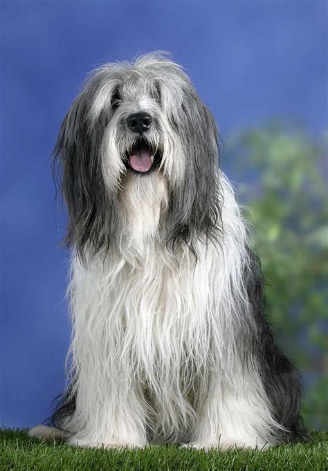 Polish Lowland Sheepdog Dog Breed Information, Pictures ...