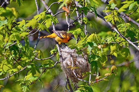 10 Fun Facts About the Baltimore Oriole | Audubon