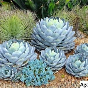 Agave Parryi very Cold Hardy / 10 Seeds parrys Agave - Etsy Canada