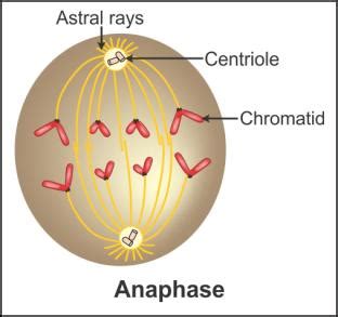 Draw the diagrams of Transition to metaphase Anaphase - 0wvfxcvv