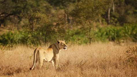 Download wallpaper: Lioness in Kruger National Park 1920x1080