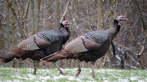 How Wisconsin’s Wild Turkeys Got Their Gobble Back