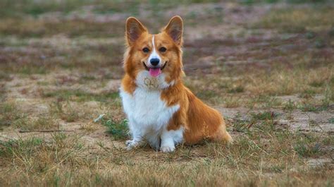 9 Corgi Colors & Markings (With Pictures) | Hepper