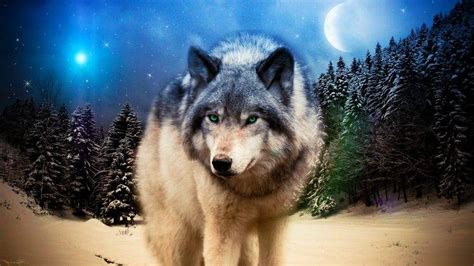 wolf, Animals, Wildlife, Adobe Photoshop Wallpapers HD / Desktop and Mobile Backgrounds