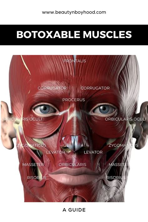 Botoxable Muscles: A Guide | Botox, Treating migraines, How to draw ...