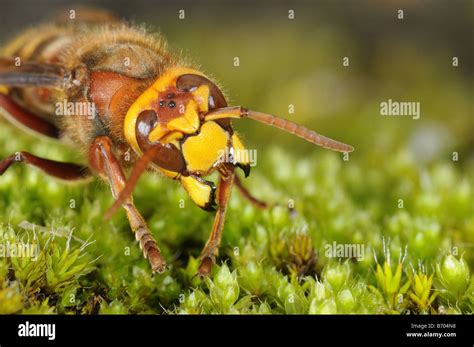 Insect mouthparts hi-res stock photography and images - Alamy