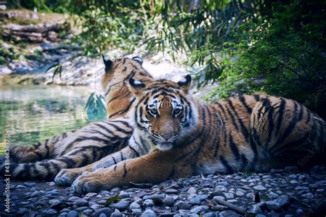 Royal bengal tiger cubs Stock Photo | Adobe Stock