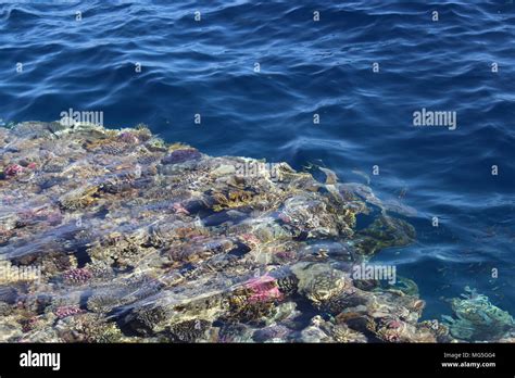 Red sea, coral Stock Photo - Alamy