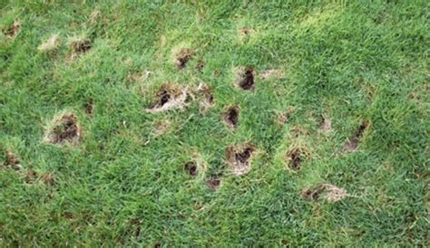 Small Holes in Lawn Overnight? Causes + What to Do - LawnsBesty