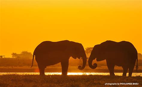 ICYMI: 3 Key Outcomes for Africa’s Elephants | African Wildlife Foundation