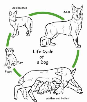 How a Dog Grows- The Life Stages of a Canine