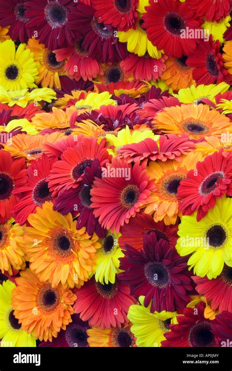 African daisy varieties hi-res stock photography and images - Alamy