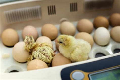 Incubating Chicken Eggs: The Process and Requirements - Rural Living Today