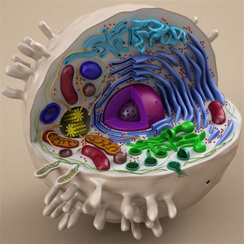 cell animal 3d model | Animal cell project, 3d animal cell project ...