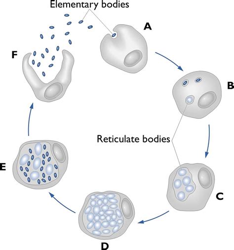 Chlamydia pneumoniae » Atypical Bacteria » Pathogen Profile Dictionary ...