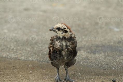 Red Jungle Fowl Chicken Rooster in a park farm 17684408 Stock Photo at ...