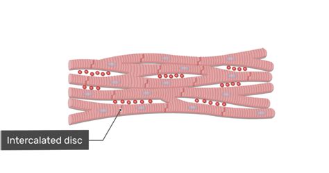 Cardiac Muscle Tissue