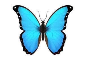 ATW: What does 🦋 - butterfly emoji mean?