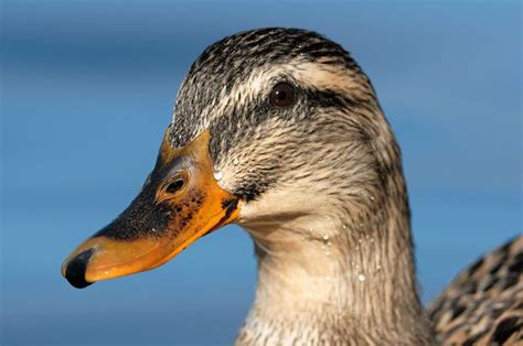 86 best images about Mallard Duck on Pinterest | Mallard, Hens and Animals