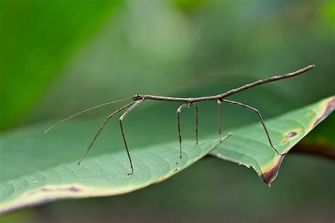 Stick Insect | Sean Crane Photography